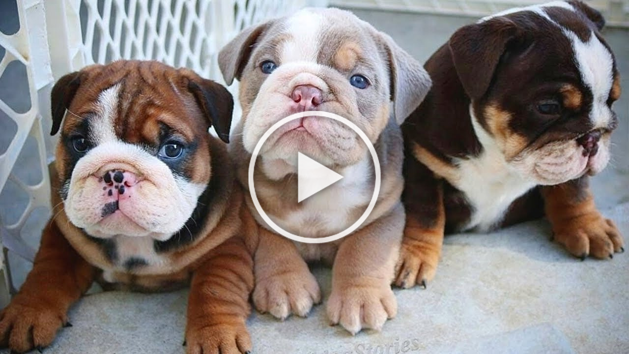 Funny and cute English bulldog puppies Compilation - Everyday Of Dogs